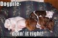 Dog-pile