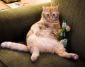 Cat_beer