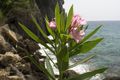 Flower_on_Beach