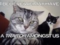 Cat-traitor Cat-traitor