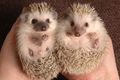 Hedgehogs tiny Hedgehogs tiny