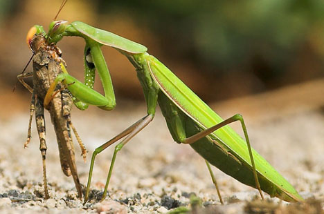 Praying_mantis