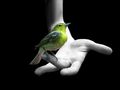 Bird-in-hand