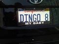 Dingo 8 my baby