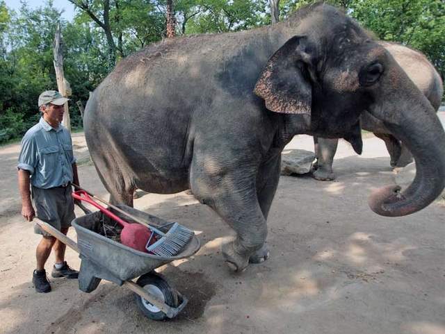 Elephant cleanup