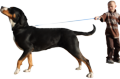 Leash