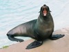 Seal Seal
