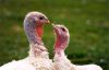 Turkeys