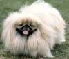 Pekingese Pekingese