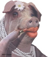 Lipstickpig