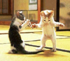 Catfight