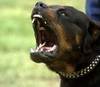 Angry_rottweiler_01