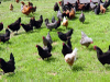 Chickens_freerange